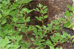 Indigofera barberi